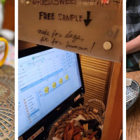 Mango Medley (Judah)