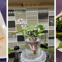 Pho Palace 2 Noodles & Grill