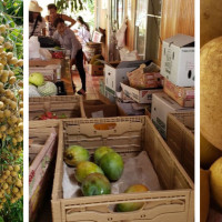 Vuon Trai Cay La Vang