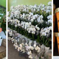 Whole Foods Market - 14956 Pines Blvd